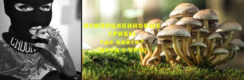 shop клад  Заозёрск  Псилоцибиновые грибы Psilocybine cubensis 